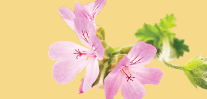 Citronella
