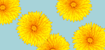 Dandelion