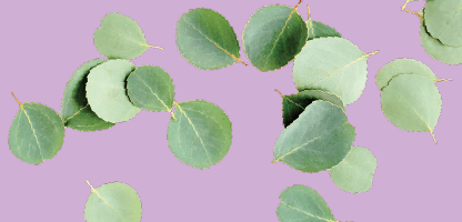 Eucalyptus