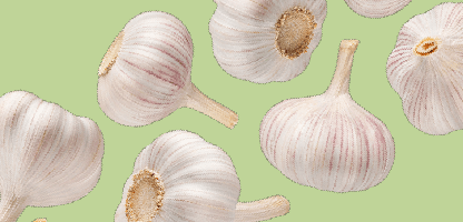 Garlic