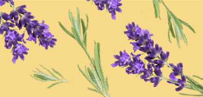 Lavender
