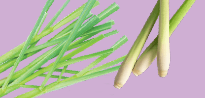 Lemongrass