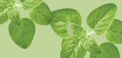 Oregano