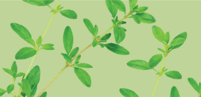 Thyme